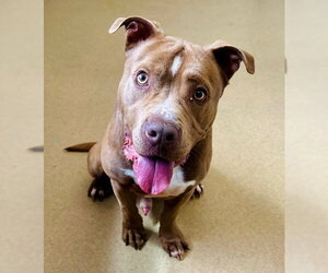American Pit Bull Terrier Dogs for adoption in Derwood, MD, USA