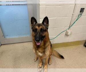 German Shepherd Dog-Unknown Mix Dogs for adoption in Grand Prairie, TX, USA