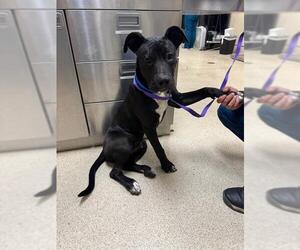 American Pit Bull Terrier Dogs for adoption in Riverside, CA, USA