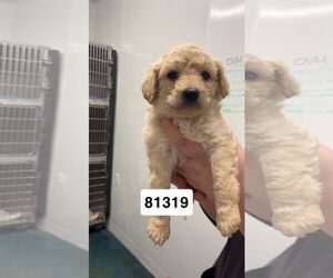 Maltese Dogs for adoption in Chico, CA, USA
