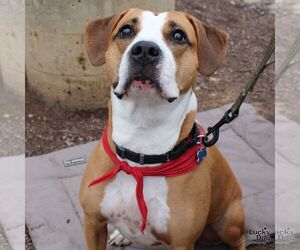 American Pit Bull Terrier-Unknown Mix Dogs for adoption in Washington, DC, USA