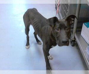 Labrador Retriever-Unknown Mix Dogs for adoption in Fayetteville, NC, USA
