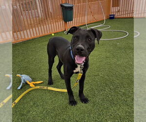 Labrador Retriever-Unknown Mix Dogs for adoption in Las Vegas, NV, USA