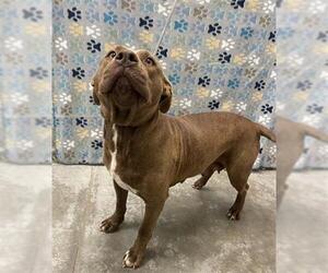 Labrador Retriever-Unknown Mix Dogs for adoption in Rosenberg, TX, USA