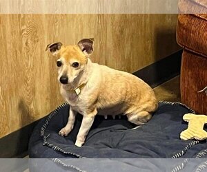 Rat Terrier Dogs for adoption in Winter, WI, USA