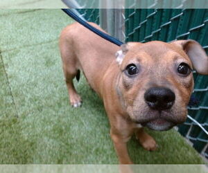 American Pit Bull Terrier-Unknown Mix Dogs for adoption in Downey, CA, USA
