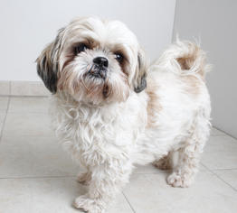 Small Shih Tzu