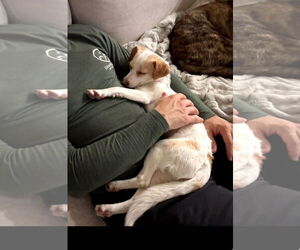 Chihuahua-Unknown Mix Dogs for adoption in Escondido, CA, USA