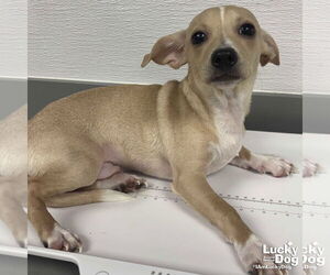 Chihuahua-Unknown Mix Dogs for adoption in Washington, DC, USA