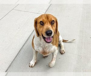 Beagle Dogs for adoption in Orange, CA, USA