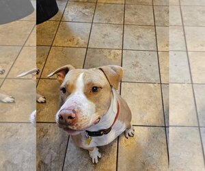 American Pit Bull Terrier-Unknown Mix Dogs for adoption in Sandy, UT, USA
