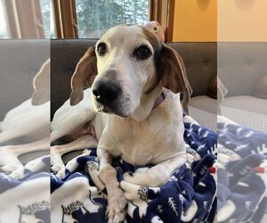 Treeing Walker Coonhound-Unknown Mix Dogs for adoption in Bellingham, WA, USA