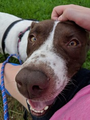 Lab-Pointer Dogs for adoption in Gilbertsville, PA, USA