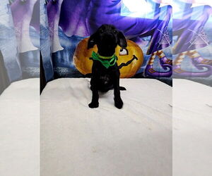 Jack Russell Terrier-Unknown Mix Dogs for adoption in Metairie, LA, USA