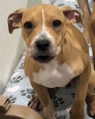 American Bulldog Dogs for adoption in Osteen, FL, USA