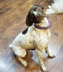German Shorthaired Pointer Dogs for adoption in Incline Village, NV, USA
