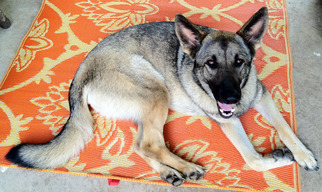 German Shepherd Dog Dogs for adoption in Lafayette, LA, USA