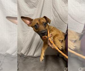 Chihuahua Dogs for adoption in Modesto, CA, USA