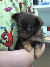 Chihuahua Dogs for adoption in Savannah, NY, USA