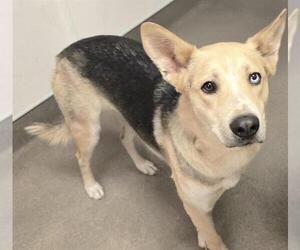 Siberian Husky-Unknown Mix Dogs for adoption in HESPERIA, CA, USA