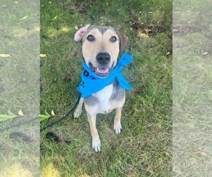 Labrador Retriever-Unknown Mix Dogs for adoption in Kansas City, MO, USA