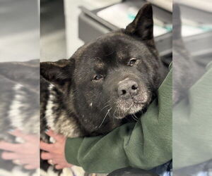 Akita Dogs for adoption in Westminster, MD, USA