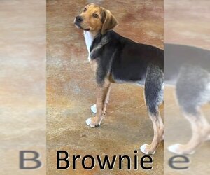 Mountain Cur-Unknown Mix Dogs for adoption in Mountain View, AR, USA