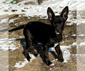 German Shepherd Dog-Unknown Mix Dogs for adoption in MIDWAY, UT, USA