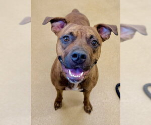 American Pit Bull Terrier-Unknown Mix Dogs for adoption in Derwood, MD, USA