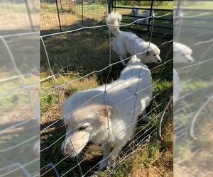 Great Pyrenees Dogs for adoption in Albany, OR, USA