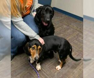 Basset Hound Dogs for adoption in Terre Haute, IN, USA