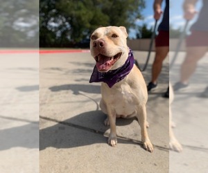 American Pit Bull Terrier-Labrador Retriever Mix Dogs for adoption in Dallas, TX, USA