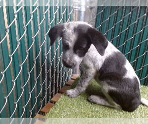 American Pit Bull Terrier Dogs for adoption in Downey, CA, USA