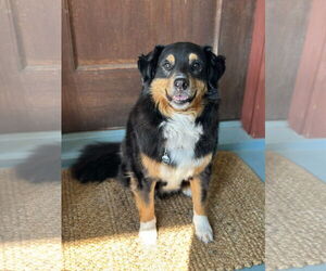 Mutt Dogs for adoption in Farmington, MN, USA