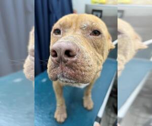 Staffordshire Bull Terrier Dogs for adoption in Mobile, AL, USA