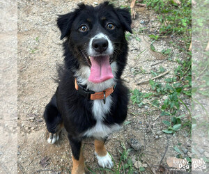 Border Collie-Collie Mix Dogs for adoption in Washington, DC, USA