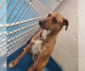 Catahoula Leopard Dog Dogs for adoption in Pearland, TX, USA