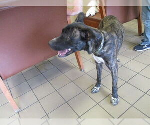 Mutt Dogs for adoption in Ocala, FL, USA