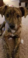 Mastiff-Plott Hound Mix Dogs for adoption in Custer, WA, USA