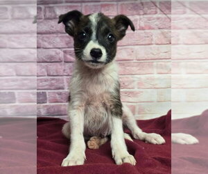Australian Shepherd-Unknown Mix Dogs for adoption in Lakewood, CO, USA