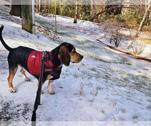 Beagle Dogs for adoption in Holly Springs, NC, USA