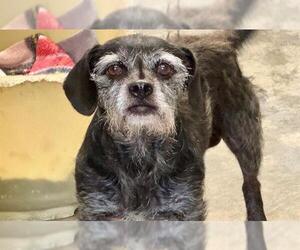 Cairn Terrier Dogs for adoption in Santa Rosa, CA, USA