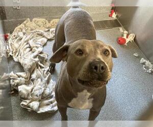 Mutt Dogs for adoption in Orange, CA, USA