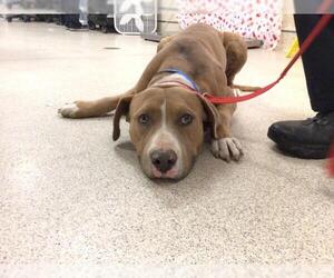 American Pit Bull Terrier Dogs for adoption in Riverside, CA, USA