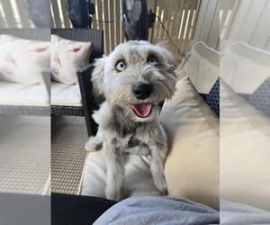 Old English Sheepdog-Unknown Mix Dogs for adoption in San Antonio, TX, USA