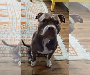 American Pit Bull Terrier Dogs for adoption in La Vergne, TN, USA