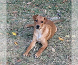 Beagle-Unknown Mix Dogs for adoption in FAIRLAWN, OH, USA
