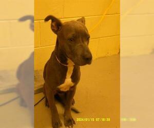 Mutt Dogs for adoption in Sanford, FL, USA