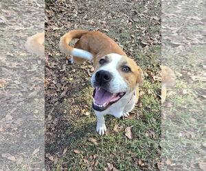 American Bulldog-Labrador Retriever Mix Dogs for adoption in Decatur, GA, USA