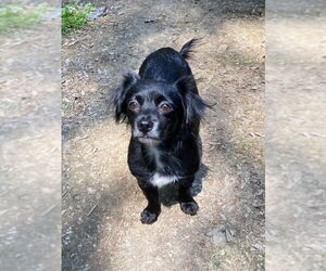 Papillon-Unknown Mix Dogs for adoption in Vail, AZ, USA